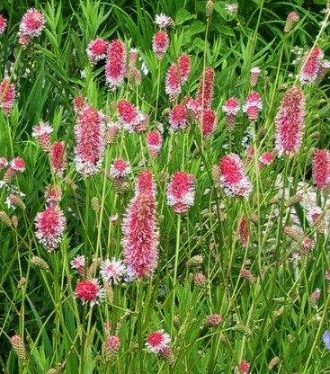 Sanguisorba officinalis 'Pink Tanna' - strašnica
