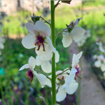 Verbascum blattaria f. albiflorum