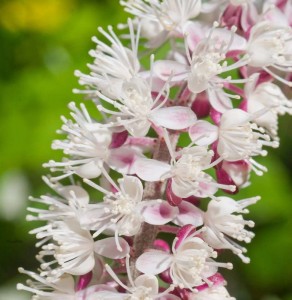 Actaea (Cimicifuga) ramosa 'Pink Spike' - svetilka