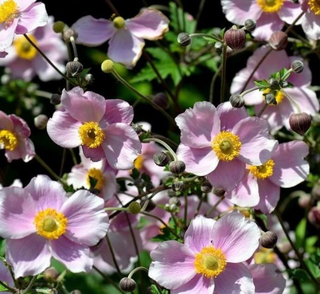 Anemone hybrida 'Konigin Charlotte' - jesenska anemona