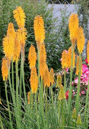 Kniphofia 'Mango Popsicle' - bakljasta lilja