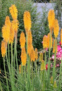 Kniphofia 'Mango Popsicle'
