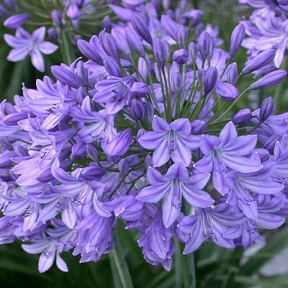 Agapanthus 'Blue Triumphator' - afriška lilija