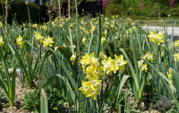 Narcissus jonquilla 'Pipit'