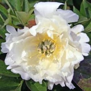 Paeonia (Itoh) 'White Emperor' - ITOH peony