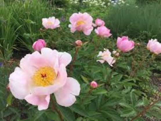 Paeonia lactiflora 'Nymphie' - potonika