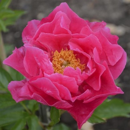 Paeonia lactiflora 'Paula Fay' - potonika