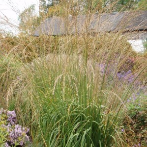 Molinia arundinacea 'Cordoba' - modra stožka