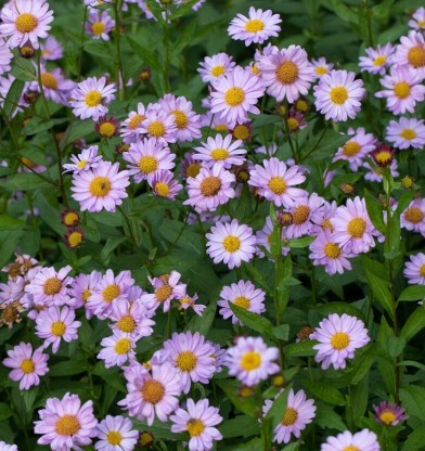 Kalimeris mongolica 'Antonia'
