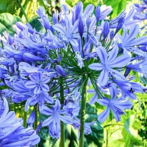 Agaphanthus 'Blue Giant' - afriška lilija