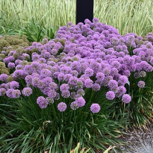 Allium 'Millenium' - okrasni luk