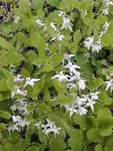 Epimedium x youingianum 'Yenomoto' - lipica
