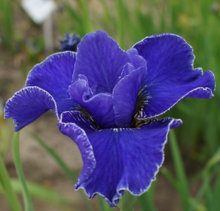 Iris sibirica 'Silberkannte' - perunika