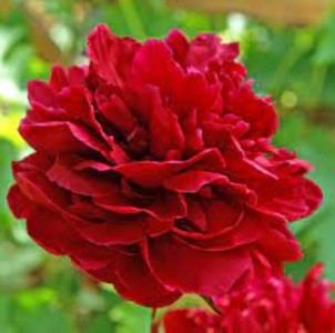 Paeonia lactiflora 'Red Sarah Bernhardt' - potonika
