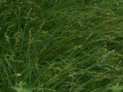 Carex divulsa 'Weinheim Light Green' - šaš