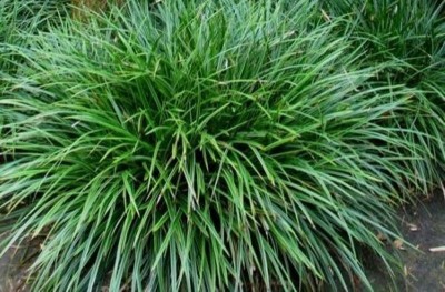 Carex foliosissima 'Irish Green' - šaš