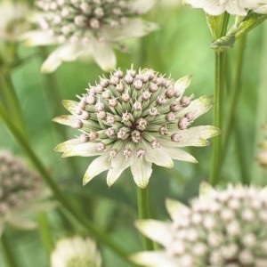Astrantia 'Star of Billion' - zali kobulček