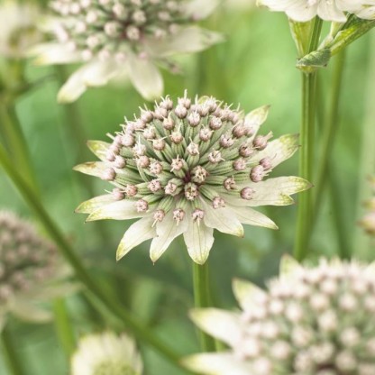 Astrantia 'Star of Billion' - zali kobulček