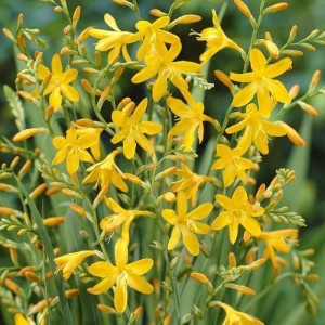 Crocosmia 'George Davidson' - krokozmija