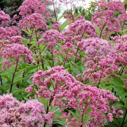 Eupatorium maculatum 'Baby Joe' - konjska griva