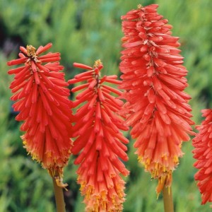 Kniphofia 'Nancy's Red' - baklasta lilija