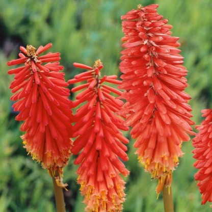 Kniphofia 'Nancy's Red' - baklasta lilija
