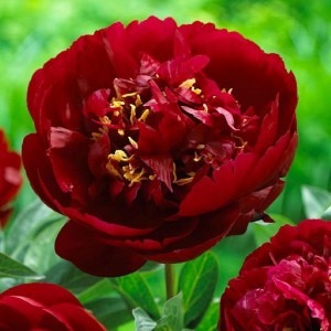 Paeonia lactiflora 'Buckeye Belle' - potonika
