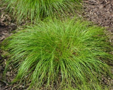 Carex albicans - šaš