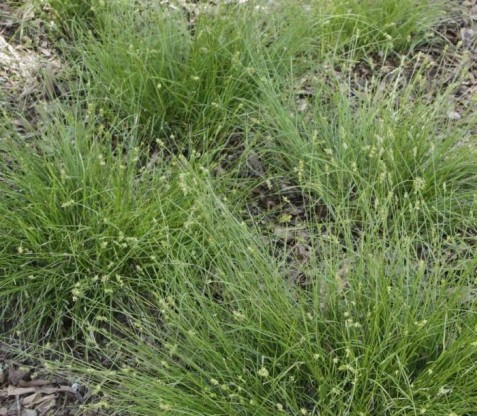 Carex texensis - šaš