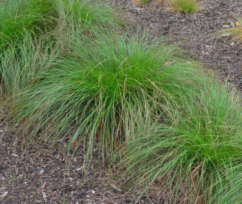Carex leavenworthii - šaš