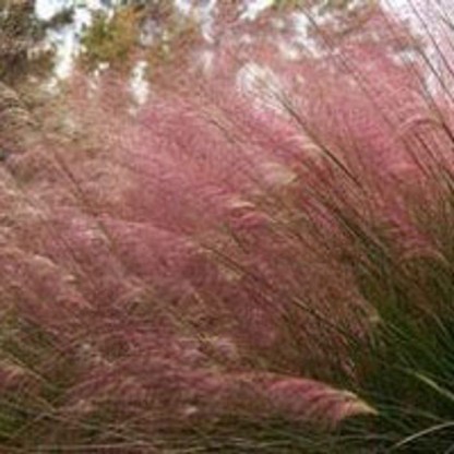 Muhlenbergia capillaris - srakoperka