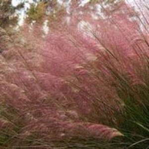 Muhlenbergia capillaris - srakoperka