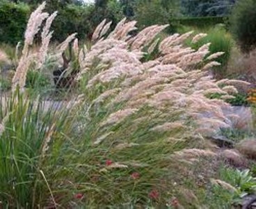 Achnantherum calamagrostis - navadna sršica