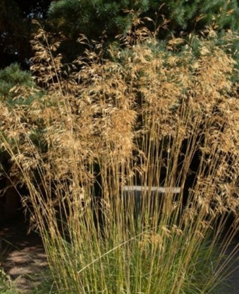 Stipa gigantea - bodalica