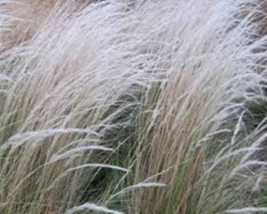 Stipa ichu