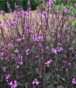Verbena officinalis var. grandiflora 'Bampton' - sporiš