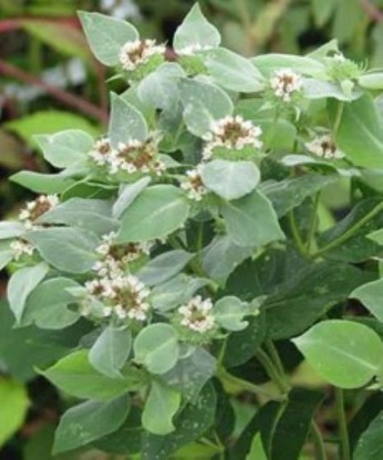 Pycnanthemum muticum - gorska meta