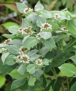 Pycnanthemum muticum - gorska meta