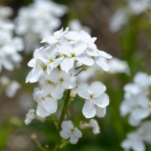 Hesperis matronalis 'Alba'- nočnica