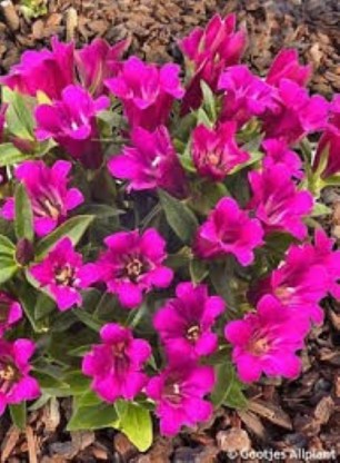 Gentiana 'Lipstick'