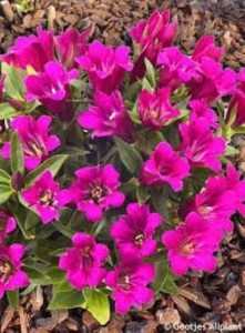 Gentiana 'Lipstick' - jesenski svišč