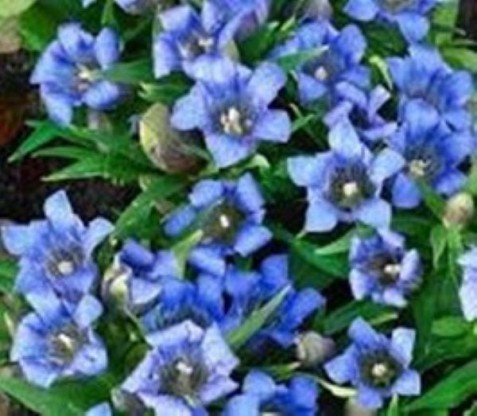 Gentiana scabra 'Blue Power'