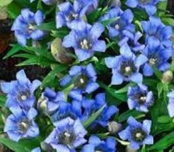 Gentiana scabra 'Blue Power' - jesenski svišč