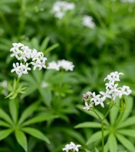 Galium odoratum - dišeča lakota
