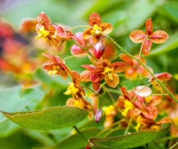 Epimedium x warleyense 'Orangekonigin' - lipica