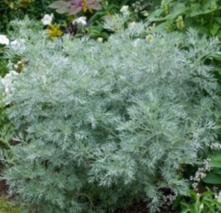 Artemisia arborescens 'Powis Castle'