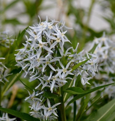 Amsonia illustris - vrbica