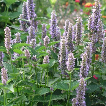 Agastache foeniculum
