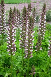 Acanthus hungaricus ' White Lips' - akant, deža