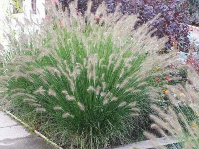 Pennisetum alopecuroides 'Piglet' - japonska perjanka